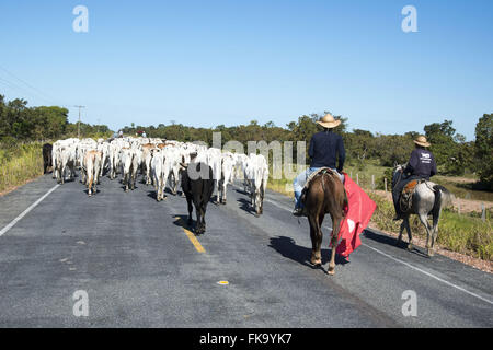 Comitiva tocando gado através da MT-370 Estrada Parque Porto Cercado Foto Stock