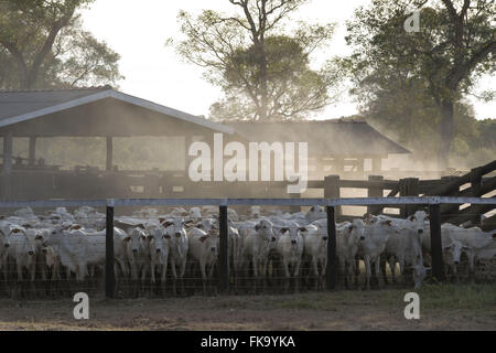 Gado nelore confinado em fazenda na margem da MT-060 Rodovia Transpantaneira Foto Stock