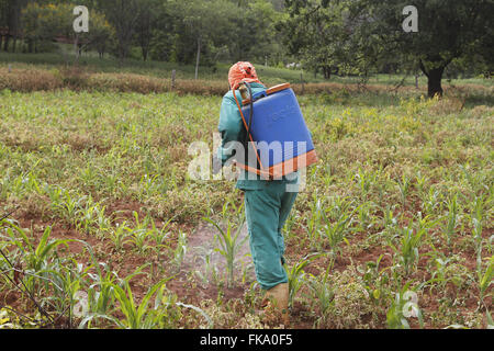 Lavoratore rurale applicando insetticida sulla piantagione di mais Foto Stock