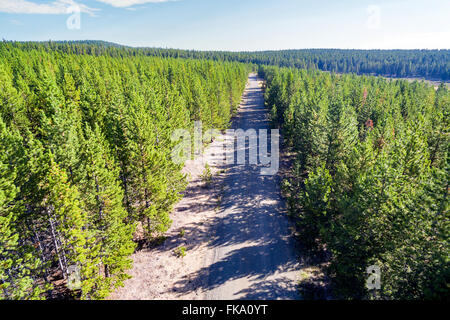 Strada sterrata che passa attraverso il Bighorn National Forest in Wyoming antenna Foto Stock