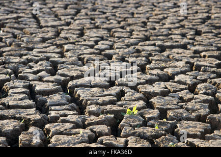 Background Weir incrinato come una funzione della siccità nel periodo secco Foto Stock