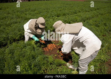La raccolta di carote sul verde la ricerca e il miglioramento genetico Foto Stock