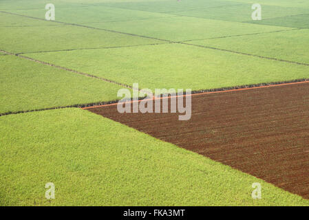 Vista aerea di piantagione di zucchero di canna Foto Stock