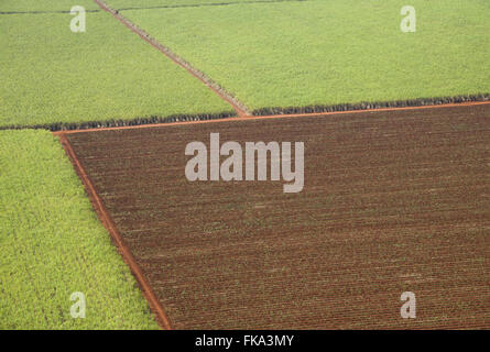 Vista aerea di piantagione di zucchero di canna Foto Stock