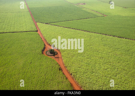 Vista aerea di piantagione di zucchero di canna Foto Stock