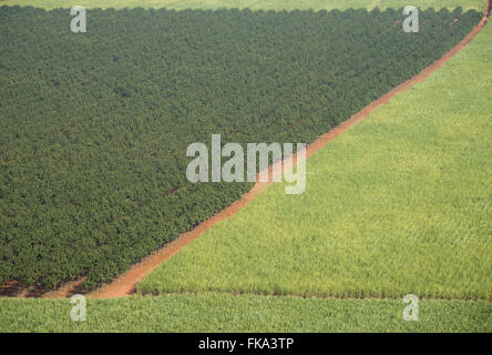 Vista aerea di piantagione di canna da zucchero e gomma in medio Foto Stock