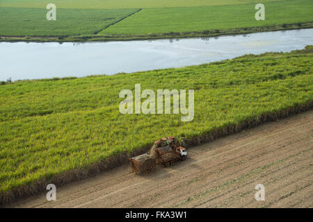 Vista aerea di combinare la raccolta della canna da zucchero in campagna Foto Stock