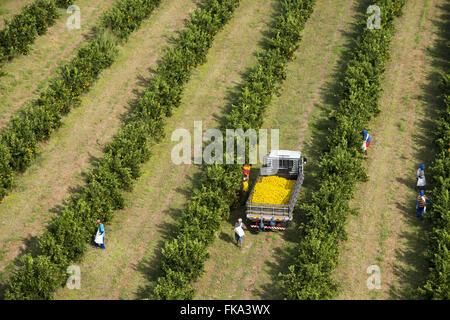 Vista aerea della raccolta di arance nel frutteto in campagna Foto Stock