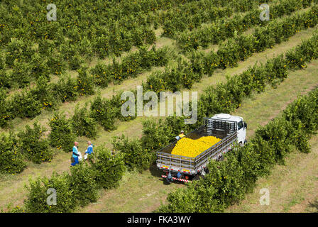 Vista aerea della raccolta di arance nel frutteto in campagna Foto Stock