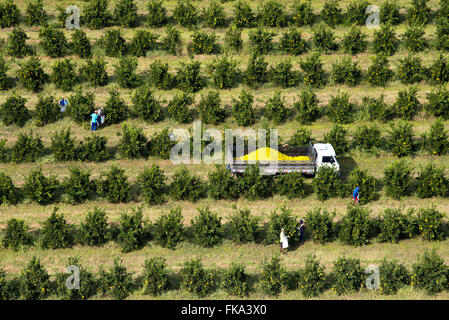 Vista aerea della raccolta di arance nel frutteto in campagna Foto Stock