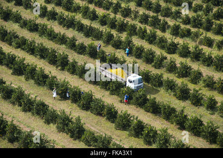 Vista aerea della raccolta di arance nel frutteto in campagna Foto Stock