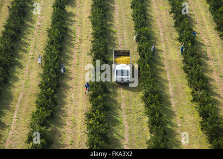 Vista aerea della raccolta di arance nel frutteto in campagna Foto Stock