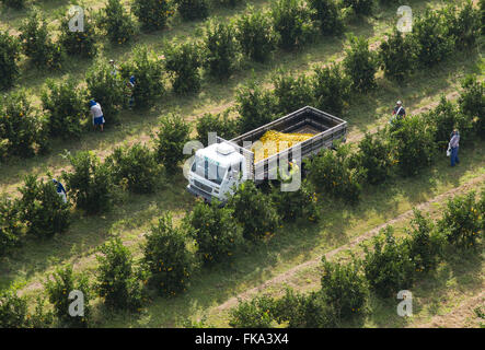 Vista aerea della raccolta di arance nel frutteto in campagna Foto Stock