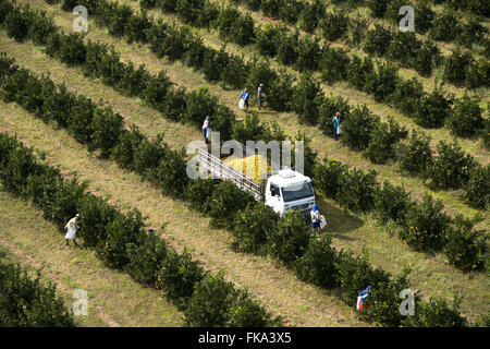 Vista aerea della raccolta di arance nel frutteto in campagna Foto Stock