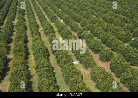 Vista aerea della raccolta di arance nel frutteto in campagna Foto Stock