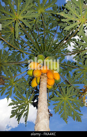 Piantagione di papaia irrigata con centro di rotazione in una zona rurale - Ovest della Bahia Foto Stock