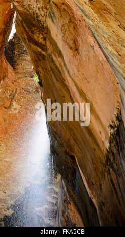 L'acqua che scorre al di fuori della montagna di arenaria creando una cascata e la nebbia nel Parco Nazionale di Zion, Utah. Foto Stock