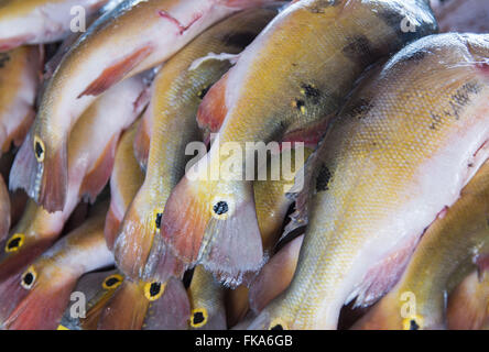 Pesce Tucunare vendita a città mercato del pesce Foto Stock