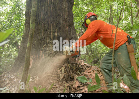 Chainsaw operatore albero di taglio Maçaranduba Foto Stock