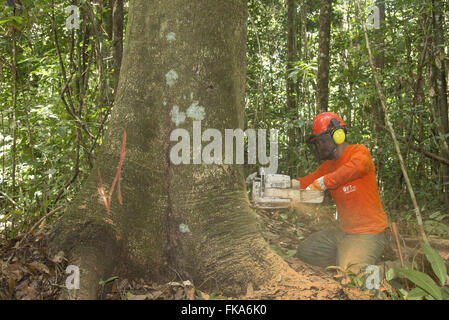 Chainsaw operatore taglio Jatoba ad albero Foto Stock