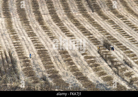 Vista aérea de trabalhadores rurais cortando cana cultivada irrigação por do Rio Parnaíba Foto Stock
