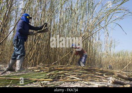 Trabalhadores rurais cortando cana cultivada irrigação por do Rio Parnaíba Foto Stock