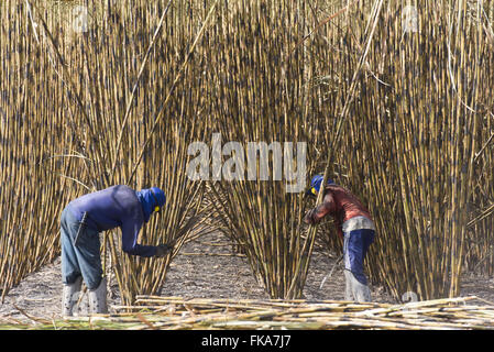 Trabalhadores rurais cortando cana cultivada irrigação por do Rio Parnaíba Foto Stock