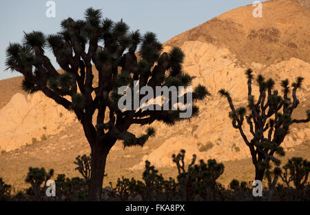 Joshua Tree National Park, California, Stati Uniti d'America Foto Stock