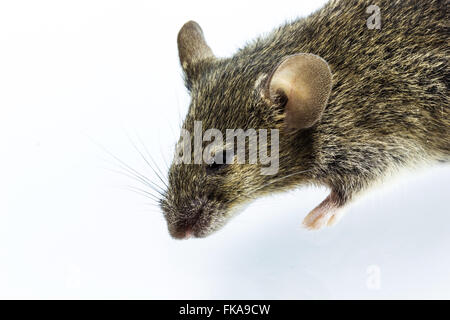 Close up shot dead rat isolato su sfondo bianco. Foto Stock