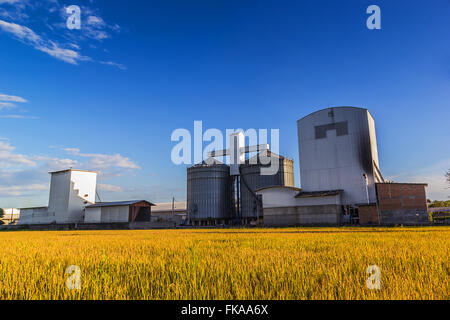 Paesaggio shot mulino di riso e campo di riso. Foto Stock