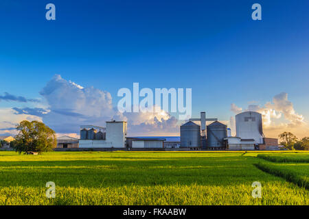 Paesaggio shot mulino di riso e il verde dei campi di riso. Foto Stock