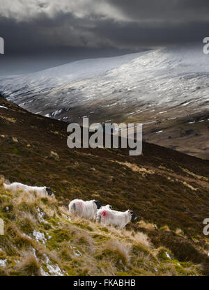 Inverno nelle colline di Cheviot da Housey Crags guardando attraverso la valle di Harthope al Cheviot, nel Northumberland National Park. Foto Stock