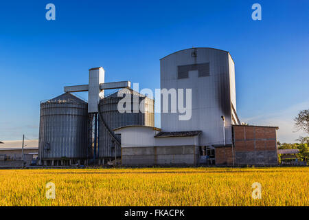 Paesaggio shot mulino di riso e campo di riso. Foto Stock