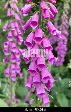 Foxgloves nei boschi nr Minterne Magna, Dorset, England, Regno Unito Foto Stock