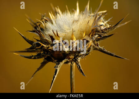 Cardo, Silybum marianum Foto Stock