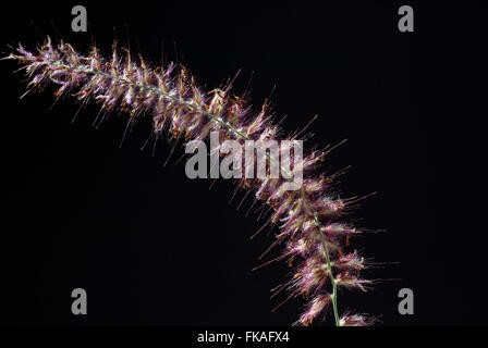 Lampenputzergras; Pennisetum; orientale; Foto Stock