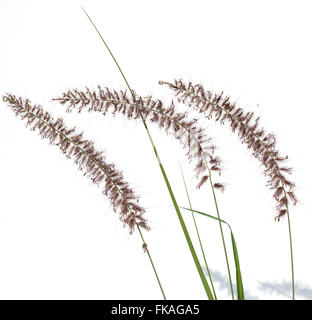 Lampenputzergras; Pennisetum; orientale; Foto Stock