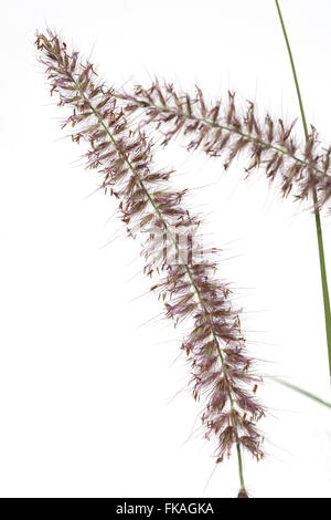 Lampenputzergras; Pennisetum; orientale; Foto Stock