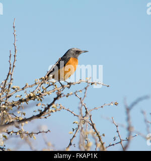 Short-toed Rock-tordo Foto Stock