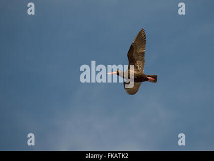 Nero Africa Oystercatcher Foto Stock