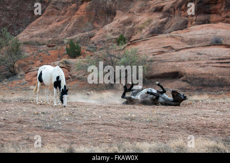 Cavalli selvaggi Canyon De Chelly Foto Stock