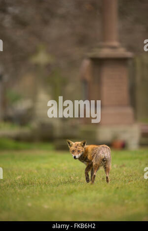 Volpe rossa (Vulpes vulpes), affetta da malattia di mange, Londra, Regno Unito. Foto Stock