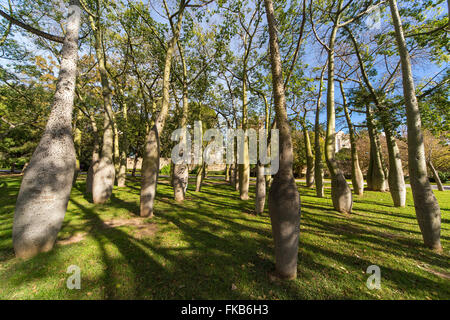 Bottiglie di alberi, Ceiba speciosa palo borin, Jardines Turia, Giardini Park Valencia. Foto Stock