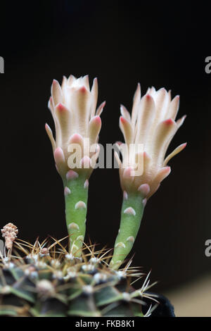 Gymnocalycium mihanovichii o noti come il Rose Plaid Cactus o mento cactus Foto Stock