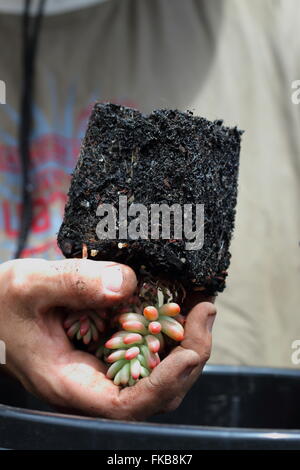 Sedum rubrotinctum o Sedum rubrotinctum × o anche conosciuto come la gelatina pianta di fagiolo con potenziometro rimosso per essere trasferito nella pentola più grande Foto Stock