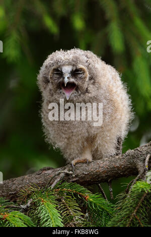 Gufo comune ( Asio otus ), giovane pulcino, siede in conifere, regurgitating i residui di cibo, sembra divertente come badmouthing, la fauna selvatica. Foto Stock