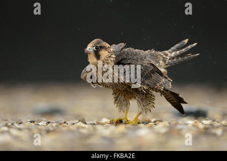 Falco pellegrino ( Falco peregrinus ), uccello giovane sotto la pioggia su un tetto ghiaiose, scuotere le sue piume, piumaggio, la fauna selvatica. Foto Stock