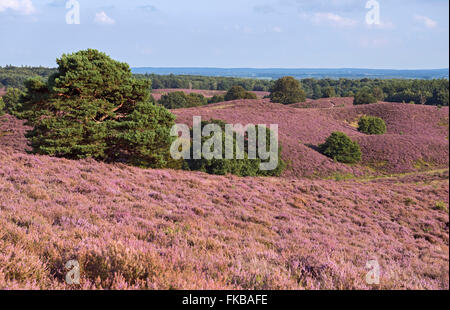 Wide open colline piene di porpora fioritura heather, Estate nel Parco Nazionale di Veluwe, Paesi Bassi. Foto Stock