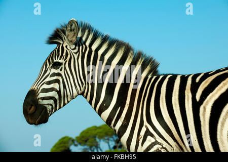 Kroatien, Istrien, Insel Veli Brioni im Nationalpark Brijuni-Inseln vor Pula. Steppenzebra (Equus quagga) oder Pferdezebra Foto Stock