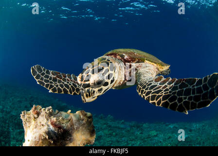 Tartaruga embricata alimentazione su una spugna, handfed, Eretmochelys imbricata Foto Stock